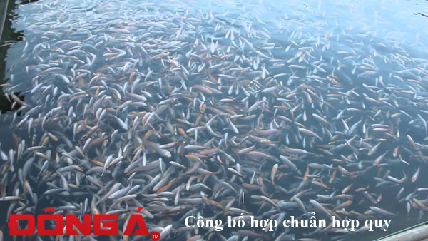 cong bo hop quy co so san xuat giong thuy san